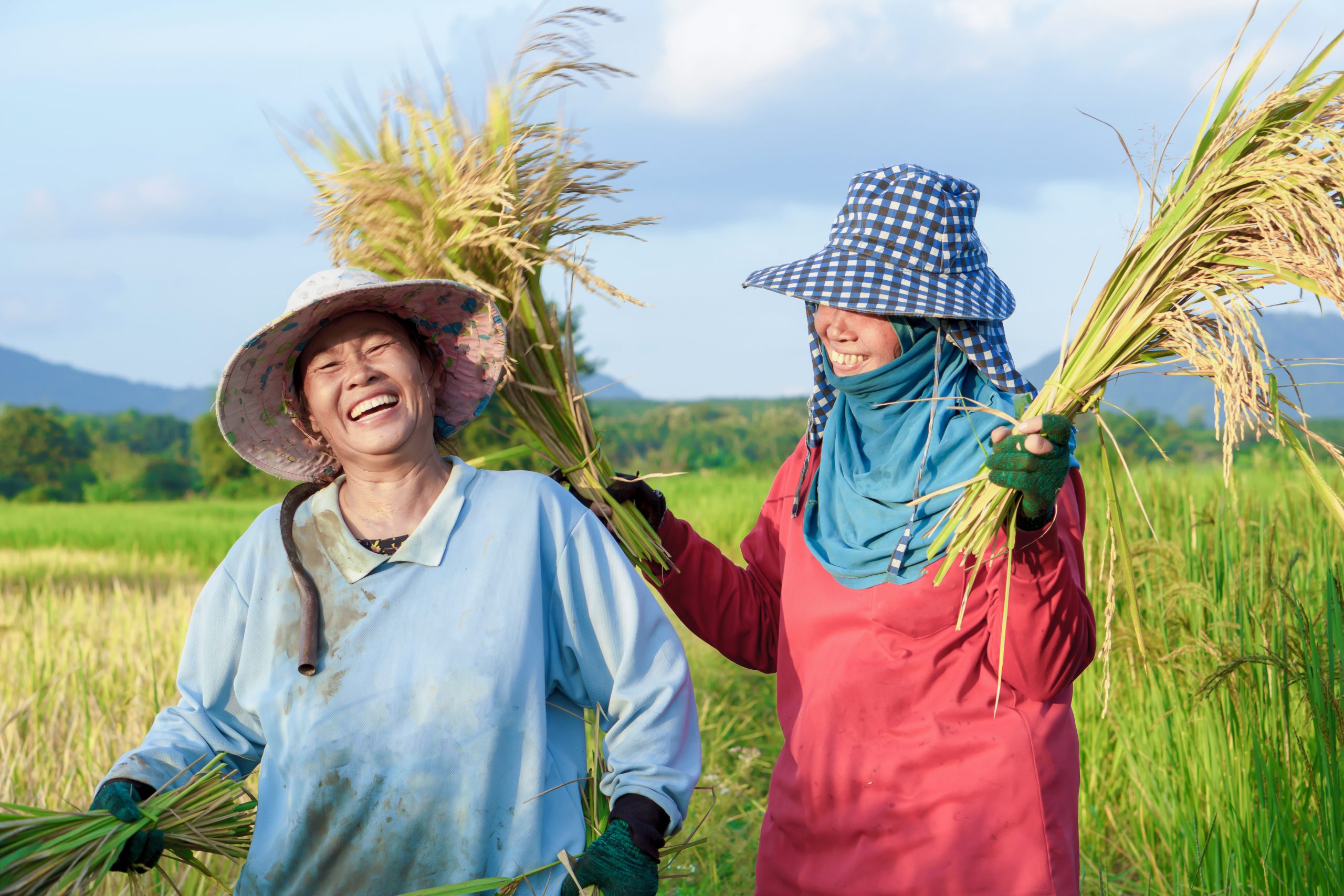 two happy Thai female farmers harvesting rice in farm countryside Thailand